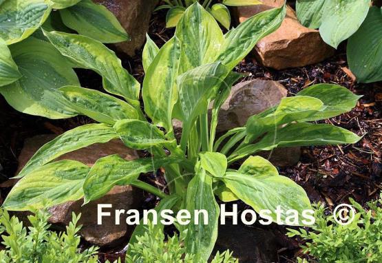 Hosta Foxfire Palm Sunday