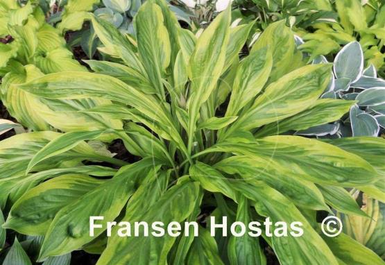 Hosta Foxfire Palm Sunday