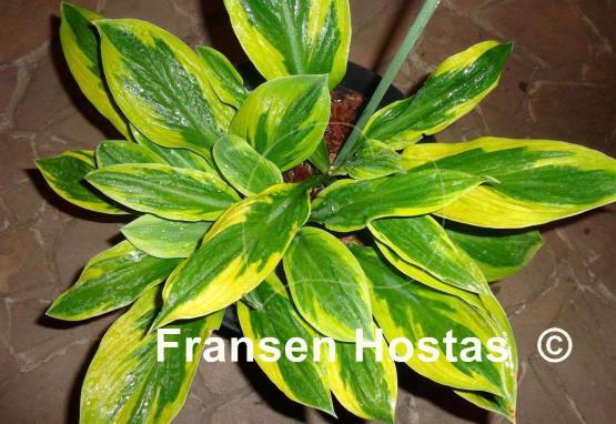 Hosta Foxfire Palm Sunday