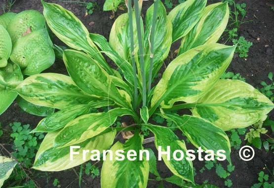 Hosta Foxfire Palm Sunday