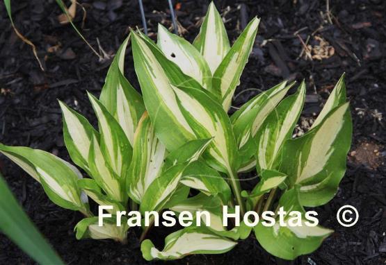 Hosta Foxfire Rose Red