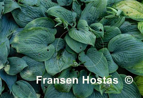 Hosta Fragrant Blue