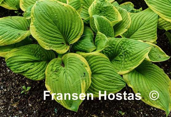 Hosta Fragrant Bouquet