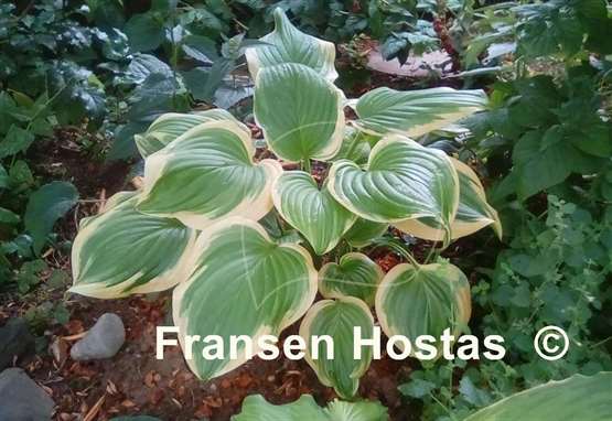 Hosta Fragrant Bouquet