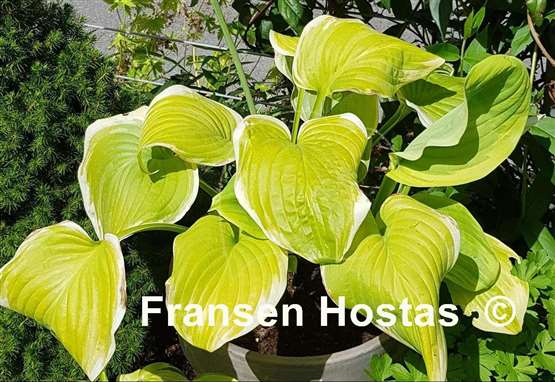 Hosta Fragrant Bouquet
