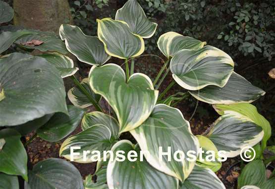 Hosta Fragrant Dream