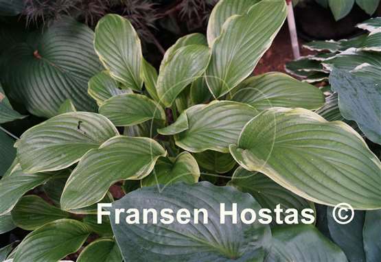Hosta Fragrant Fire