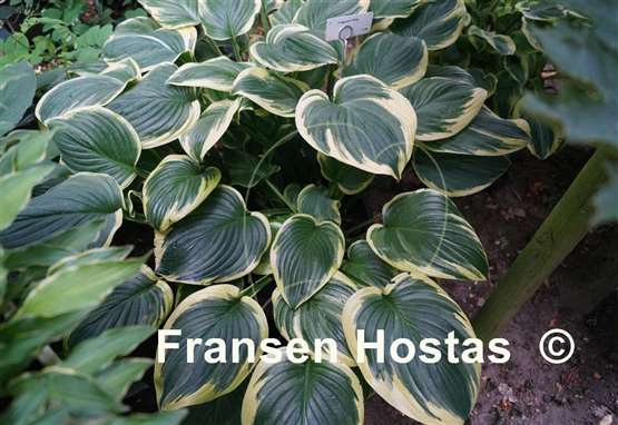 Hosta Fragrant King