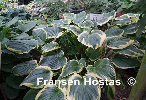 Hosta Fragrant King