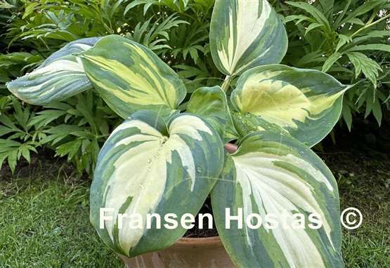 Hosta Fragrant Princess