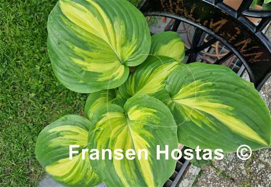 Hosta Fragrant Princess 
