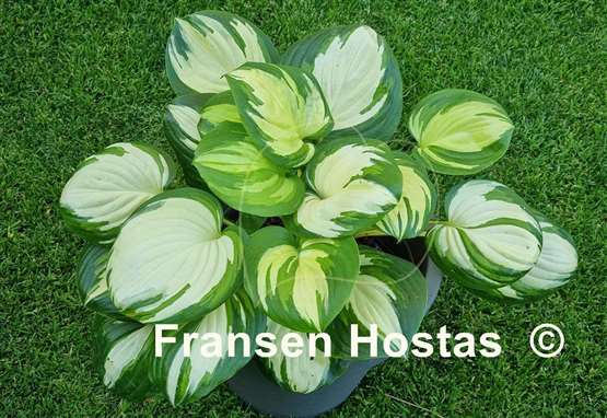 Hosta Fragrant Princess