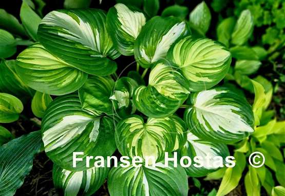 Hosta Fragrant Princess