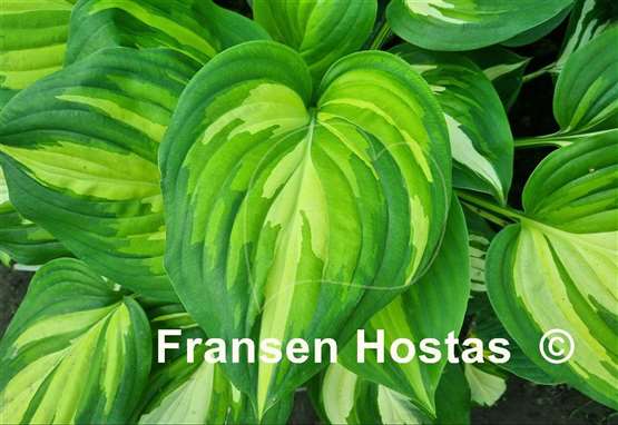 Hosta Fragrant Princess