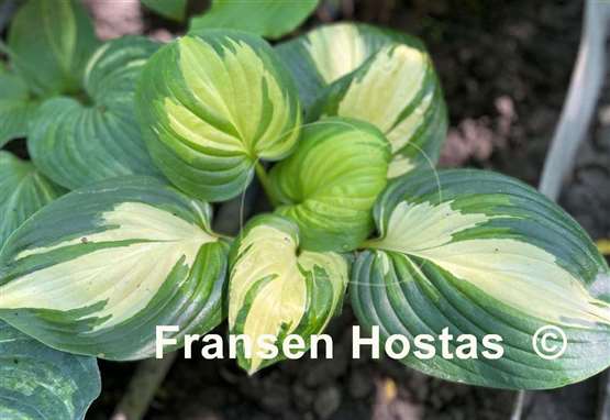 Hosta Fragrant Princess