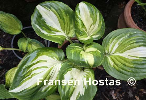 Hosta Fragrant Princess