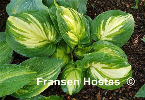 Hosta Fragrant Princess