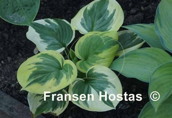 Hosta Fragrant Queen