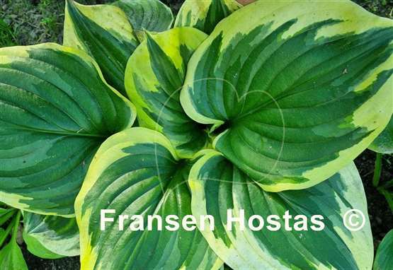 Hosta Fragrant Queen
