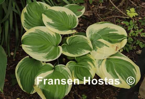 Hosta Fragrant Queen