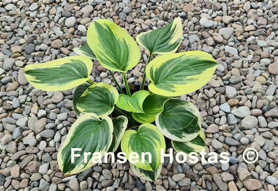 Hosta Fragrant Queen