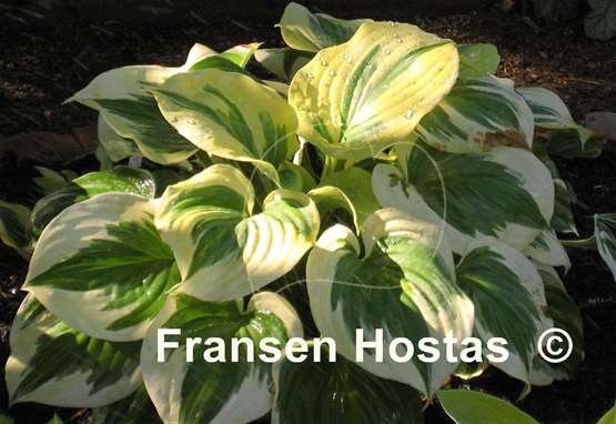 Hosta Fragrant Queen