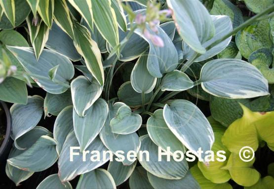 Hosta Fragrant Blue Ribbons