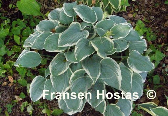 Hosta Fragrant Blue Ribbons