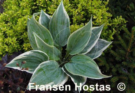 Hosta Fragrant Blue Ribbons