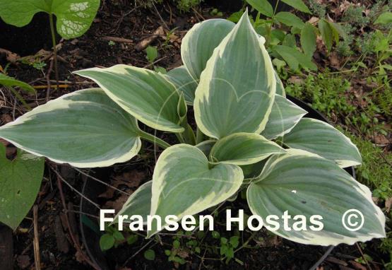 Hosta Fragrant Blue Ribbons