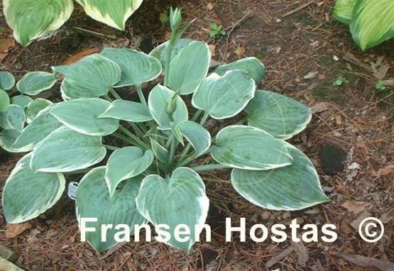 Hosta Fragrant Blue Ribbons