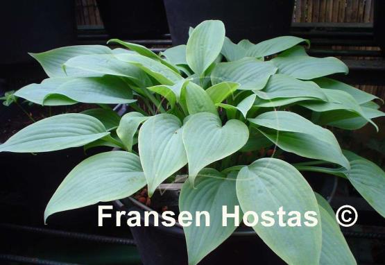 Hosta Fragrant Blue