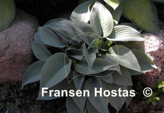Hosta Fragrant Blue