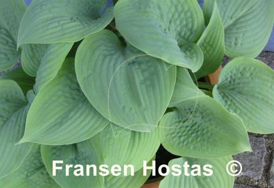 Hosta Fragrant Blue