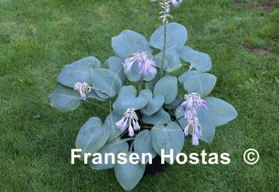 Hosta Fragrant Blue