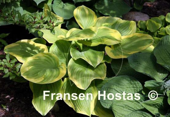 Hosta Fragrant Bouquet