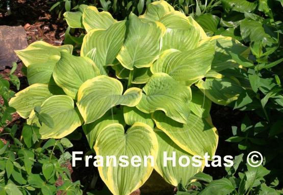 Hosta Fragrant Bouquet