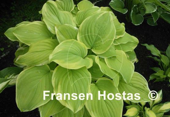 Hosta Fragrant Bouquet
