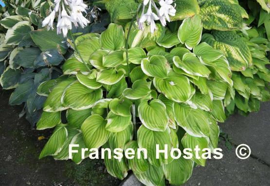 Hosta Fragrant Bouquet