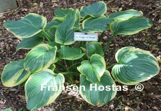 Hosta Fragrant Dream