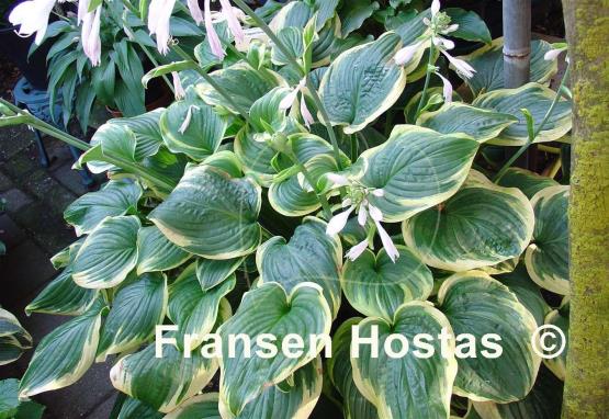 Hosta Fragrant Dream