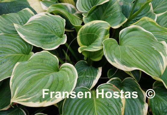 Hosta Fragrant Dream