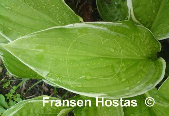 Hosta Fragrant Fire