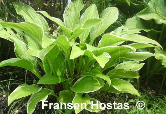 Hosta Fragrant Fire