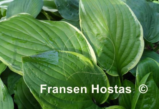 Hosta Fragrant Fire