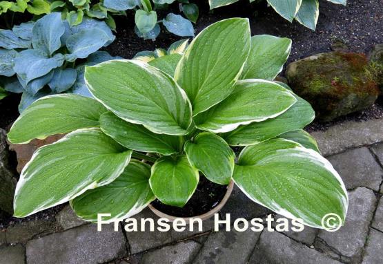 Hosta Fragrant Fire