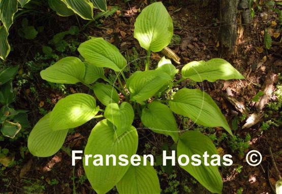 Hosta Fragrant Gold