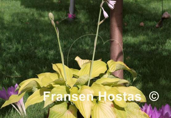 Hosta Fragrant Gold