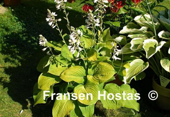 Hosta Fragrant Gold