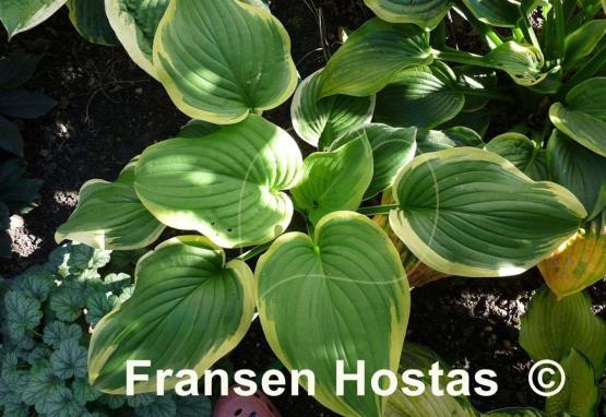 Hosta Fragrant King